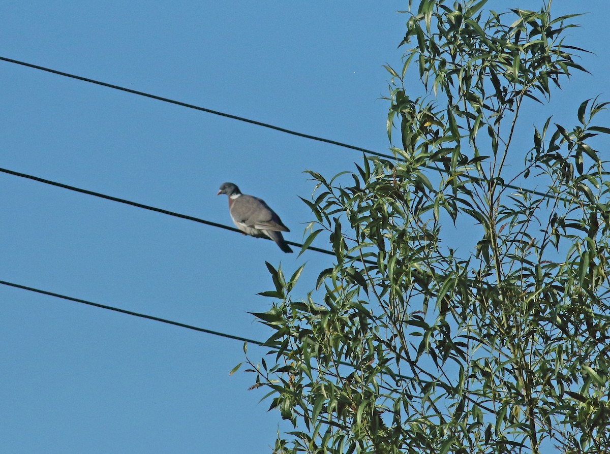 Common Wood-Pigeon - ML616687452