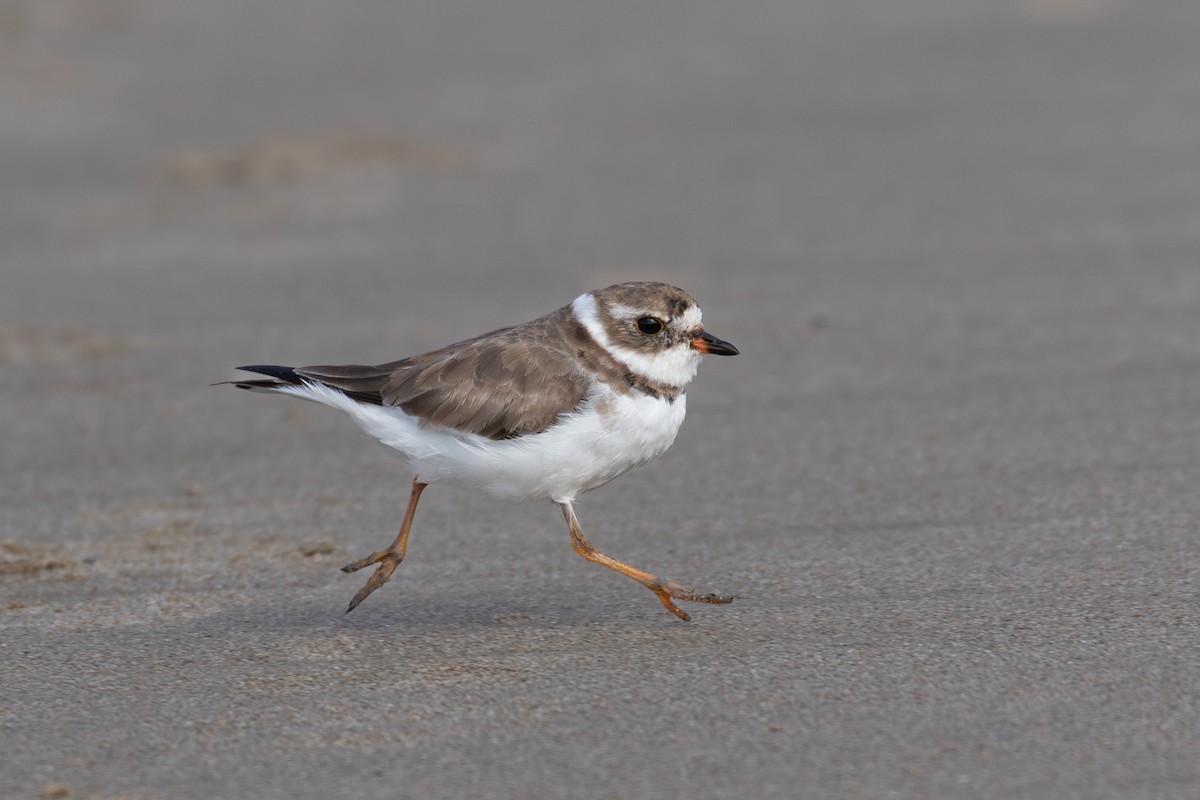 Semipalmated Plover - ML616687673