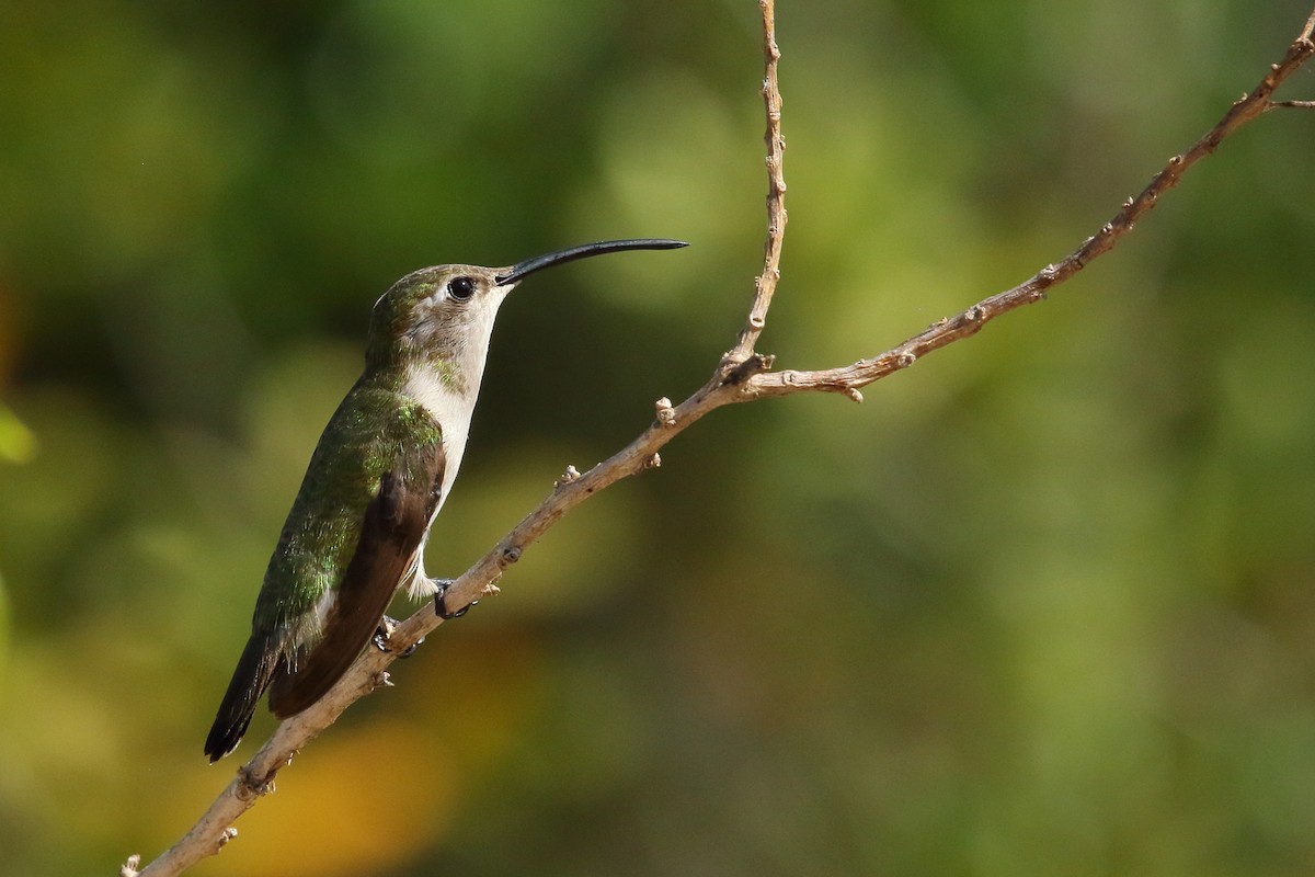 Mexican Sheartail - Brian Gibbons