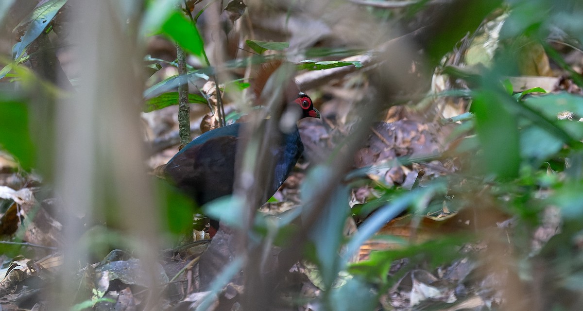 Crested Partridge - ML616687801
