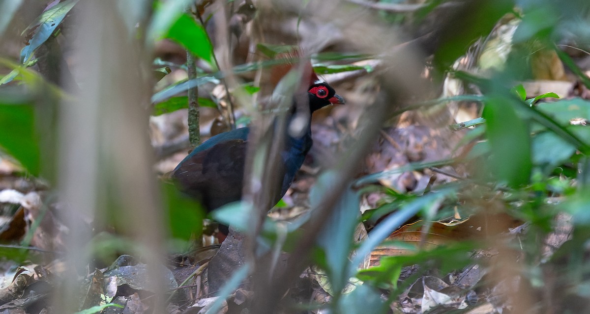 Crested Partridge - ML616687802