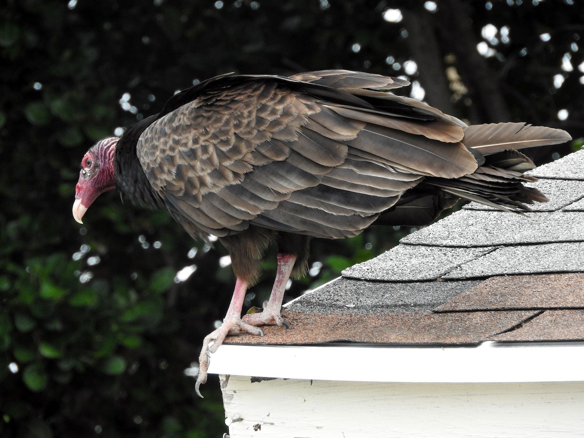 Turkey Vulture - Phil Davis
