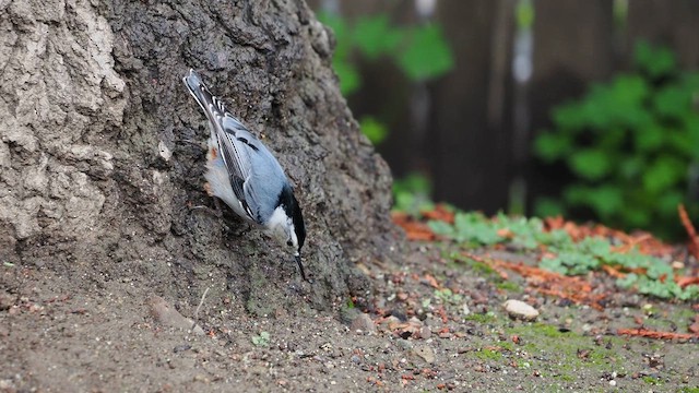 White-breasted Nuthatch - ML616687993