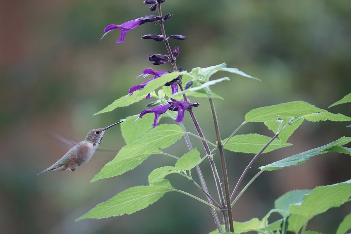 Rufous Hummingbird - Sue Orwig