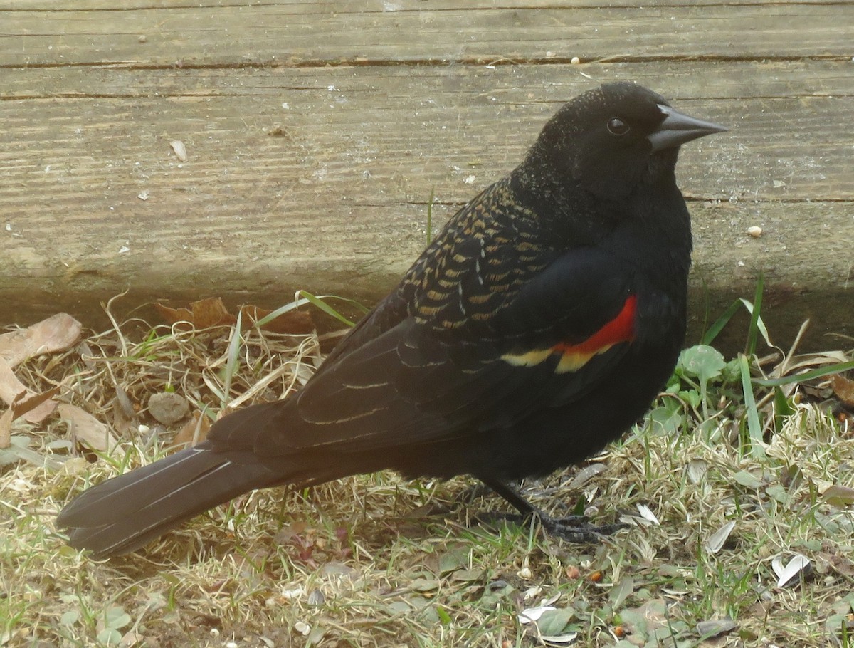 Red-winged Blackbird - ML616688112