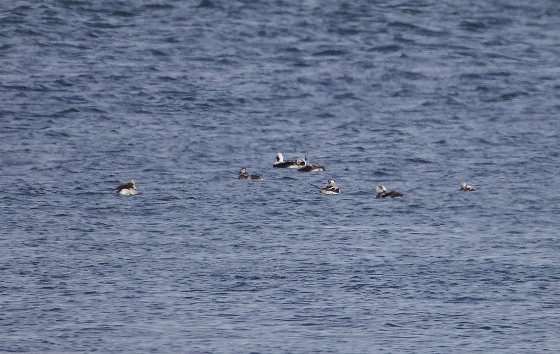 Long-tailed Duck - ML616688140
