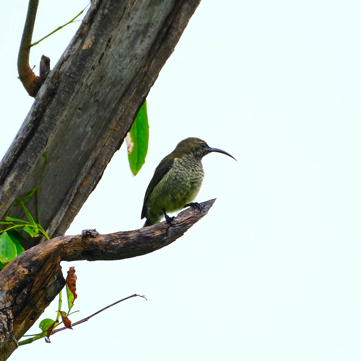 Malagasy Sunbird - Andrew Dressel
