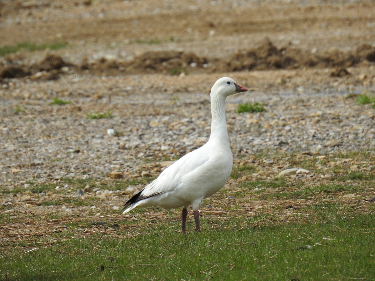 eBird Checklist 30 Mar 2024 4264 Elliott Road, Hilliard, Ohio, US