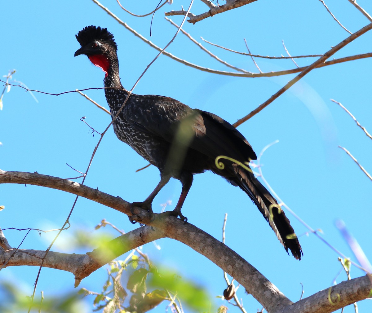 Crested Guan - ML616688598