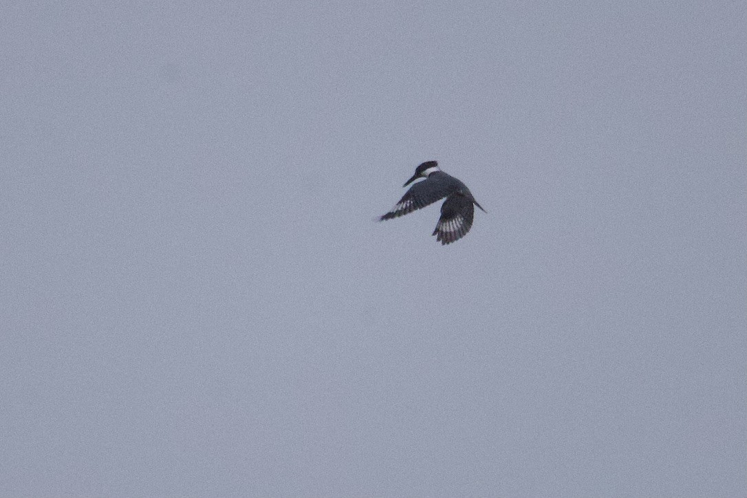 Belted Kingfisher - ML616688615