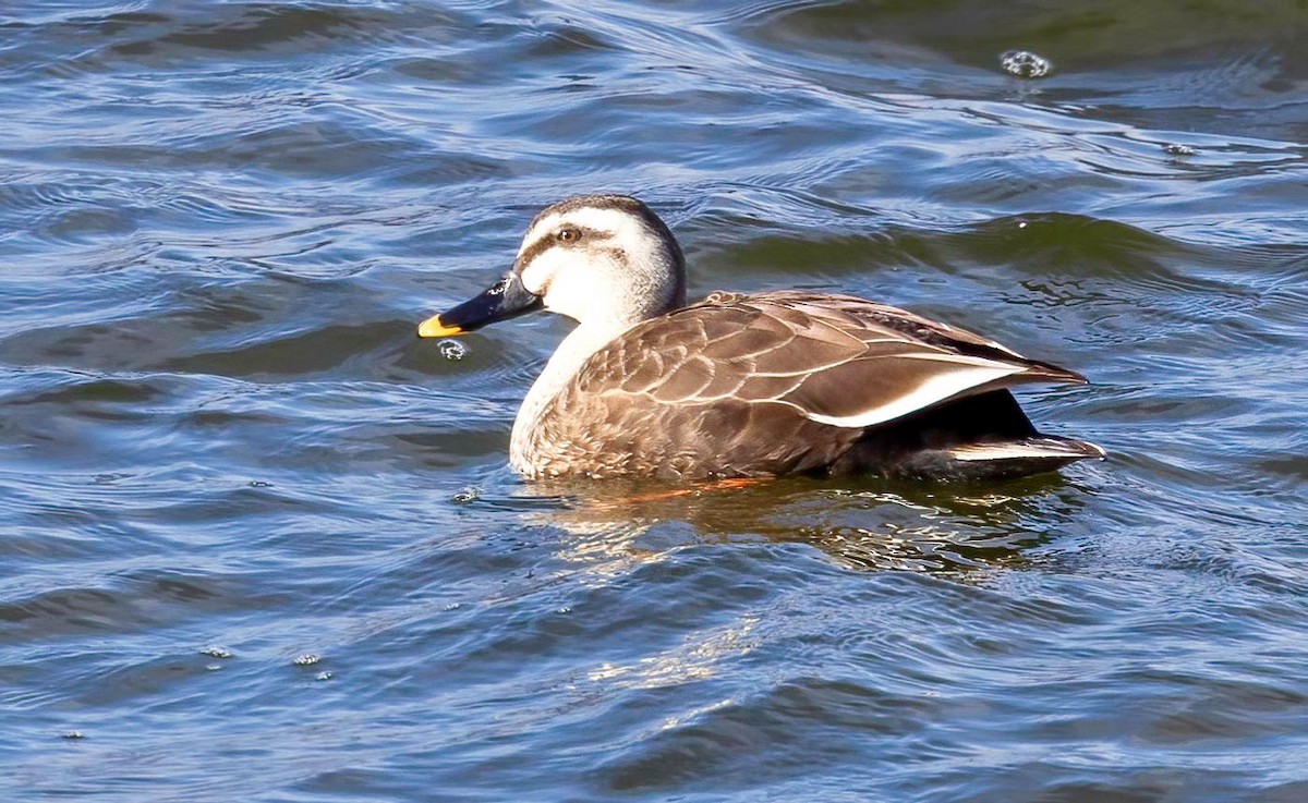 Eastern Spot-billed Duck - ML616688632