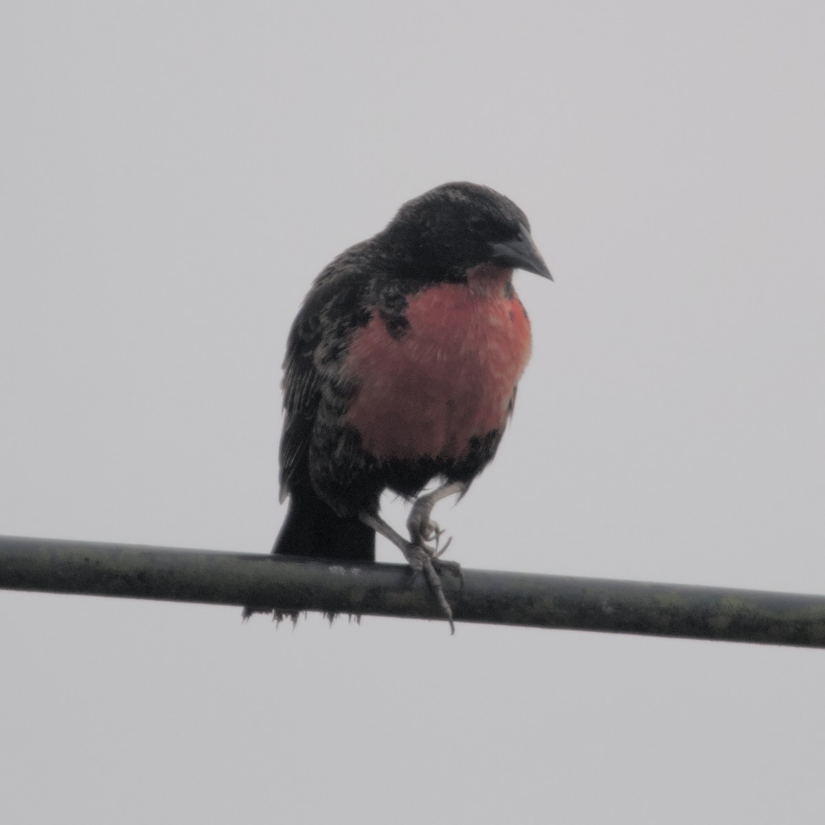 Red-breasted Meadowlark - ML616688676
