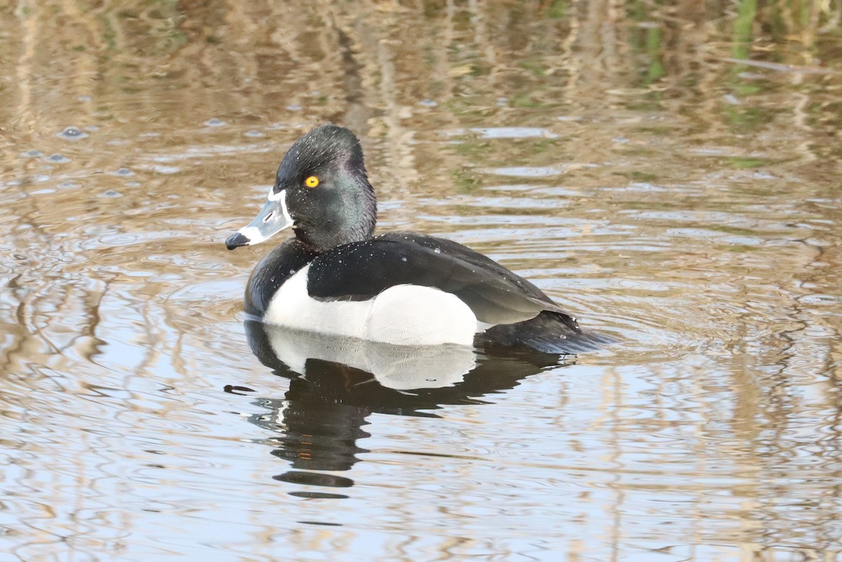 Ring-necked Duck - Mike Farnworth