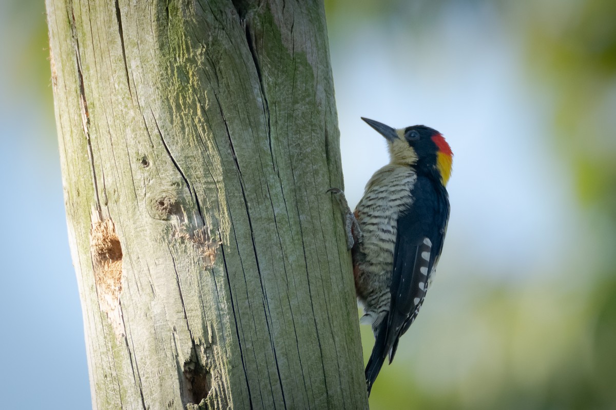 Beautiful Woodpecker - ML616688685