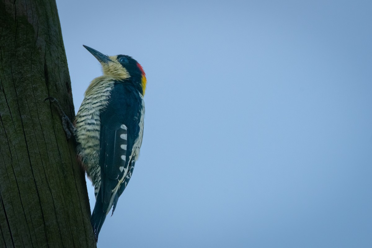 Beautiful Woodpecker - ML616688686