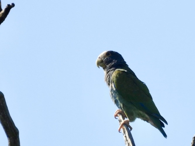 White-crowned Parrot - ML616688753