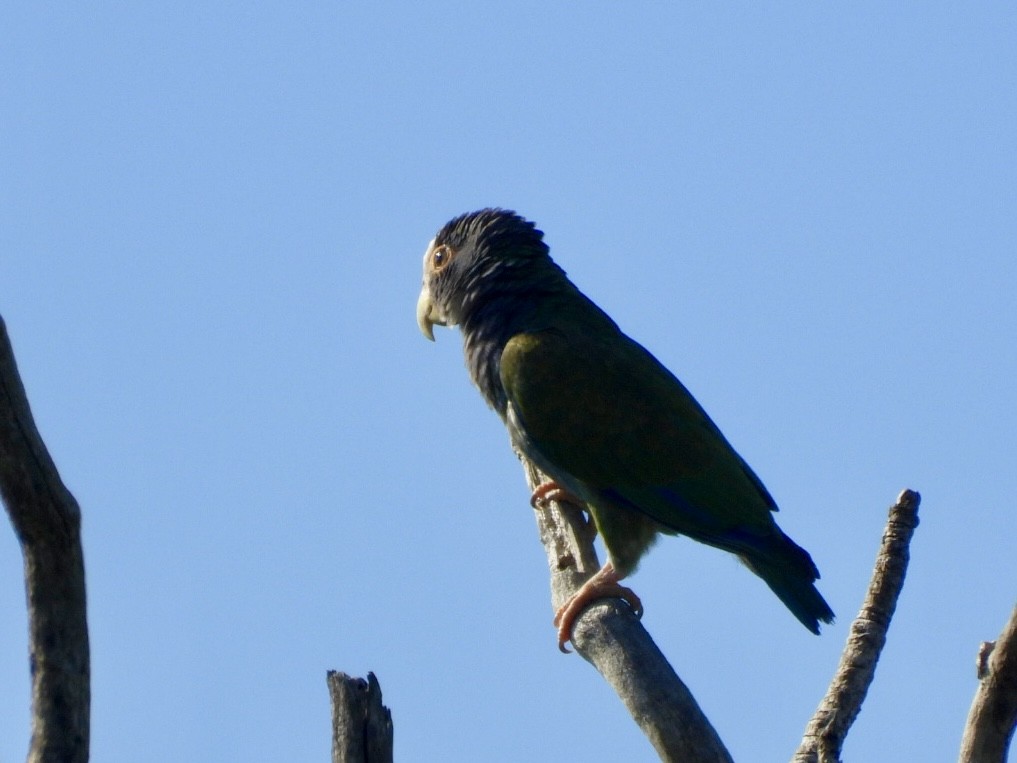White-crowned Parrot - ML616688754