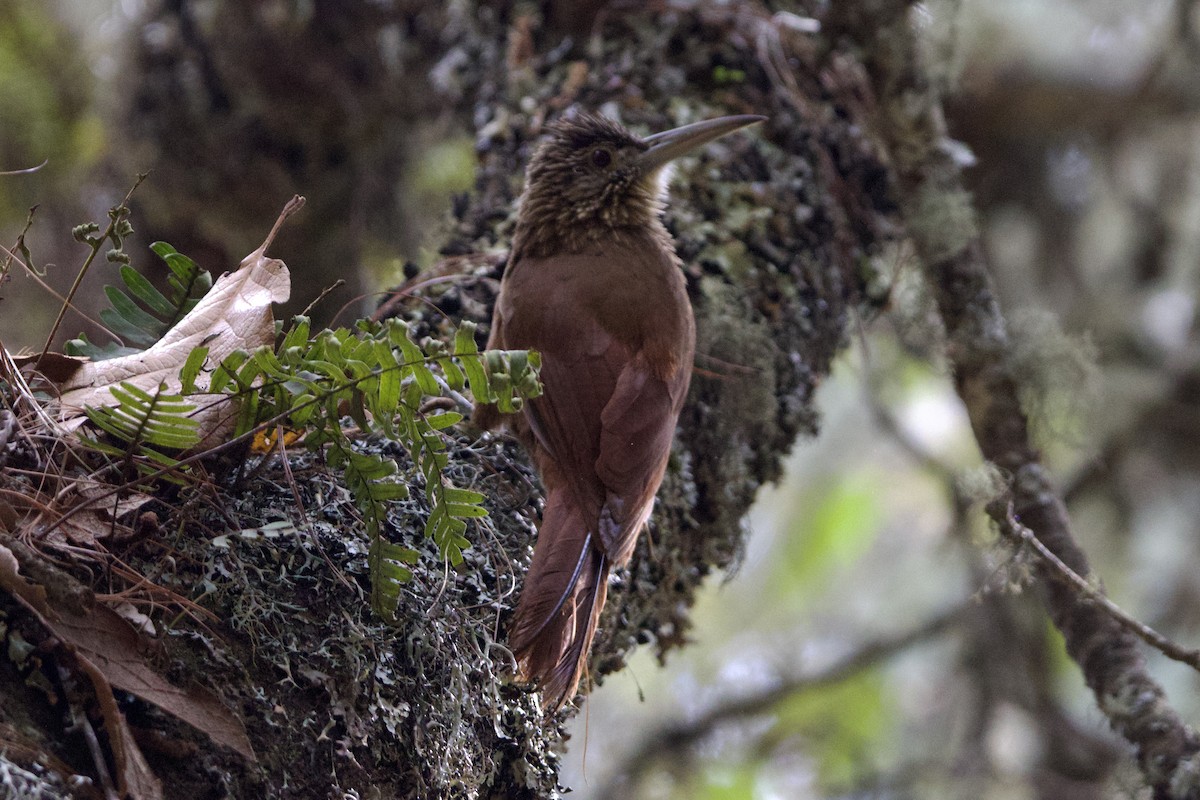 Strong-billed Woodcreeper - ML616688769