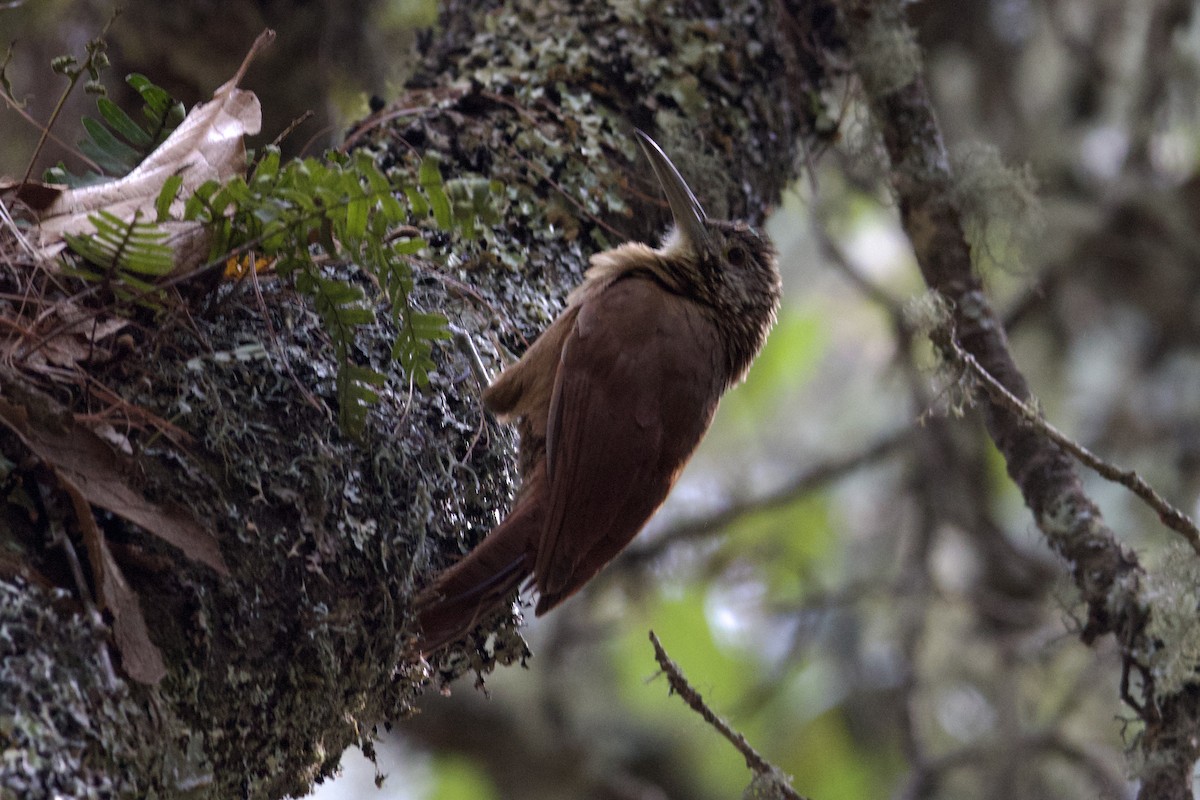 Strong-billed Woodcreeper - ML616688770