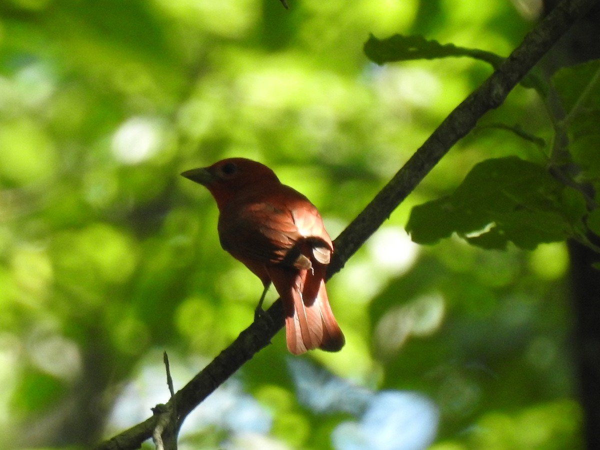 Summer Tanager - Mike Thelen
