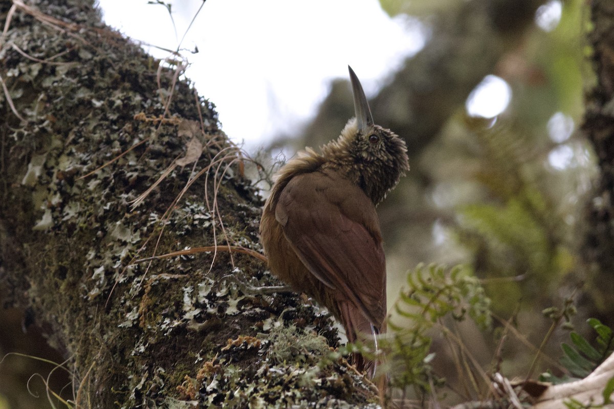 Strong-billed Woodcreeper - ML616688861
