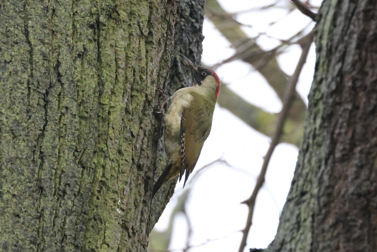 Eurasian Green Woodpecker - Jamie Adams