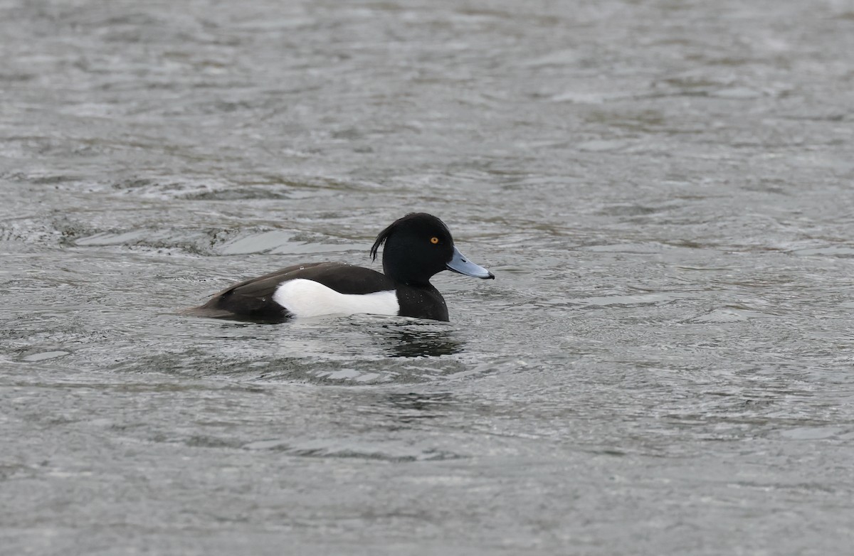 Tufted Duck - ML616688912
