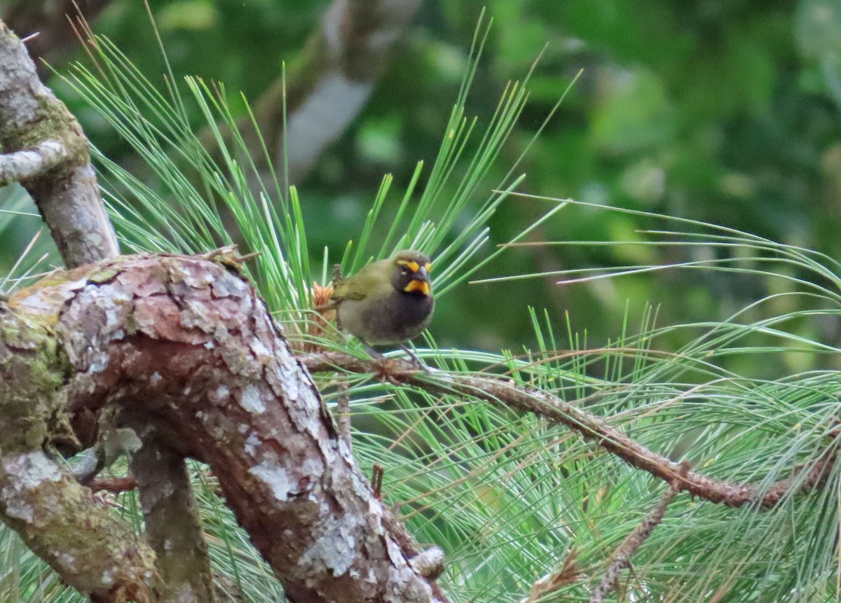 Yellow-faced Grassquit - Tom Edell