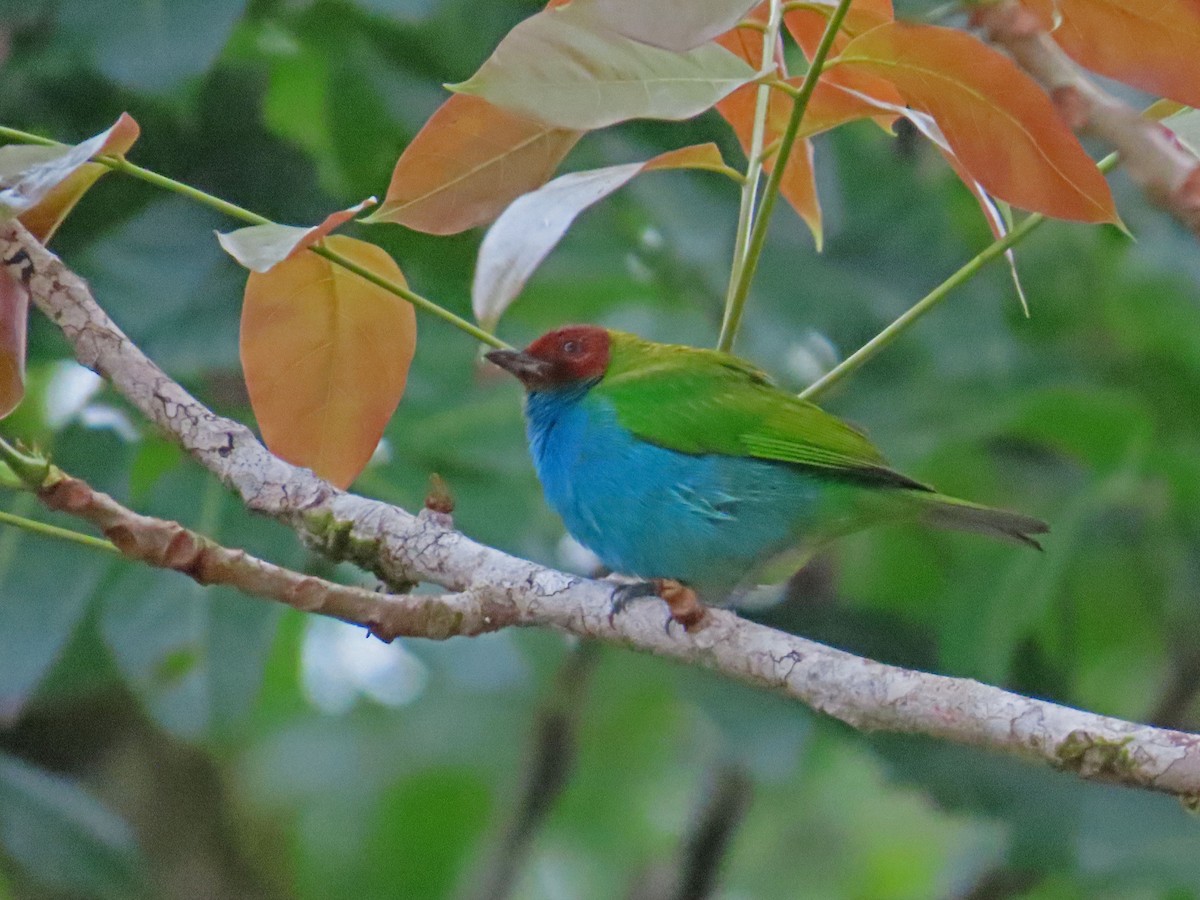 Bay-headed Tanager - ML616688945