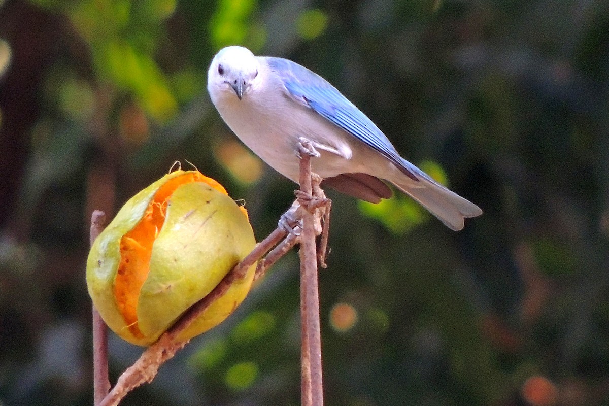 Blue-gray Tanager - ML616689052