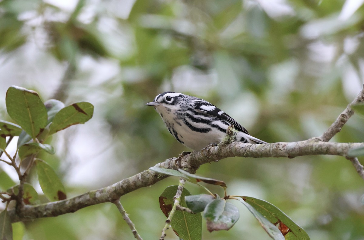 Black-and-white Warbler - ML616689169