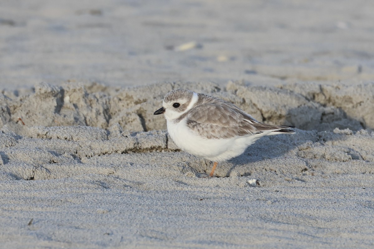 Piping Plover - ML616689269