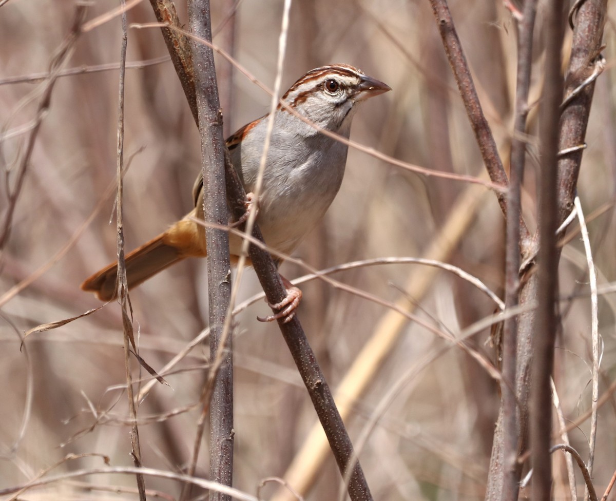 Cinnamon-tailed Sparrow - ML616689343