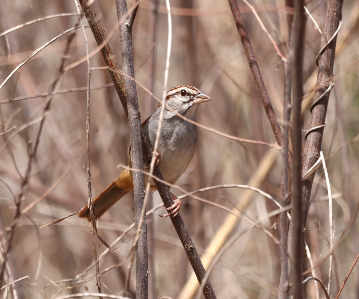 Cinnamon-tailed Sparrow - ML616689344