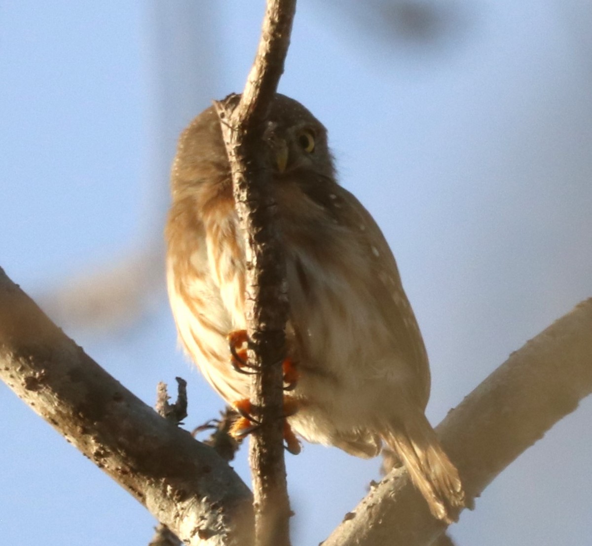 Colima Pygmy-Owl - ML616689392