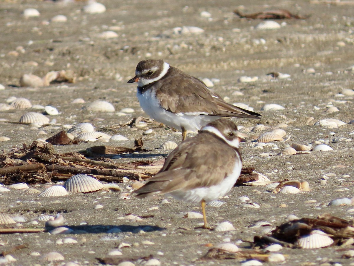 Semipalmated Plover - ML616689444