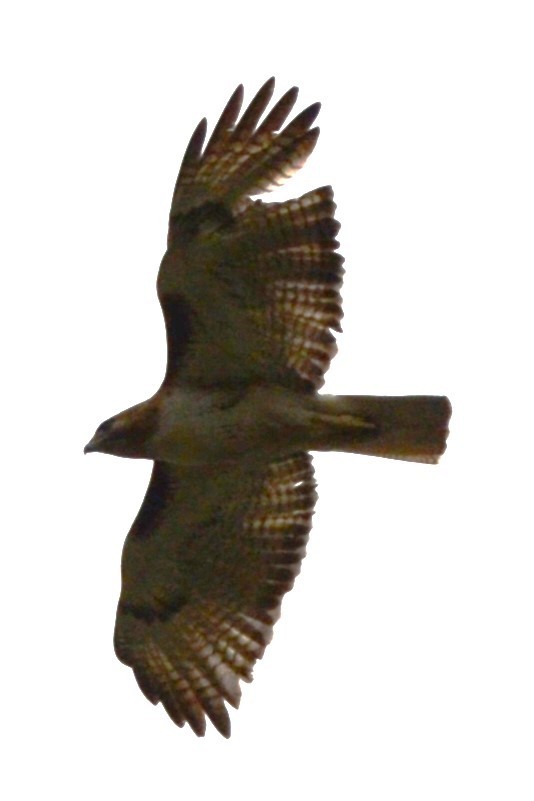 Red-tailed Hawk - ML616689506