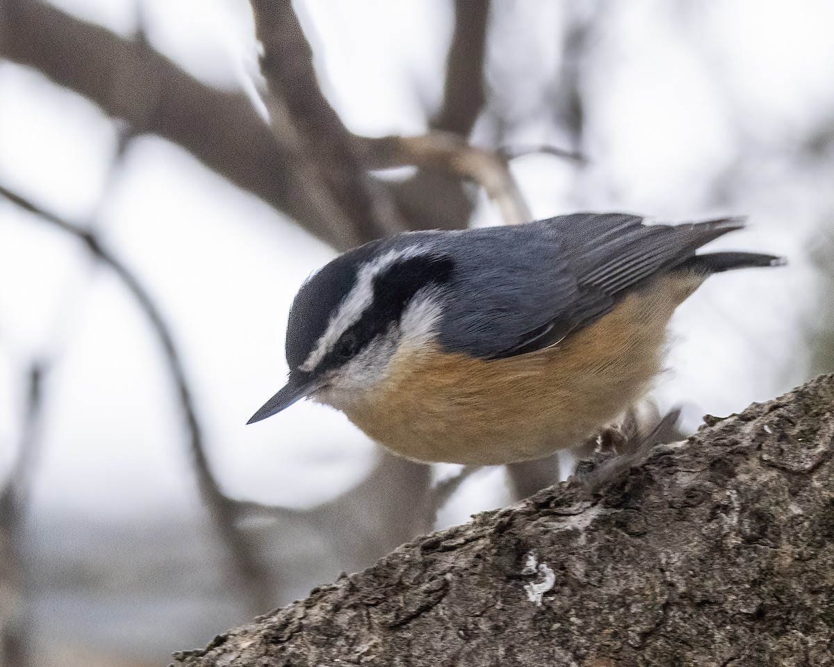 Red-breasted Nuthatch - ML616689572