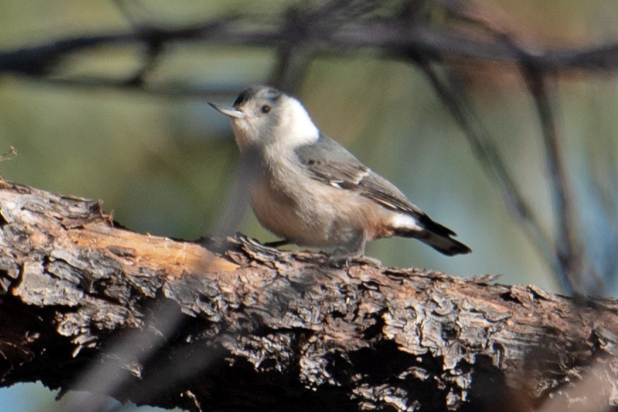 White-breasted Nuthatch - Darryl Montgomery