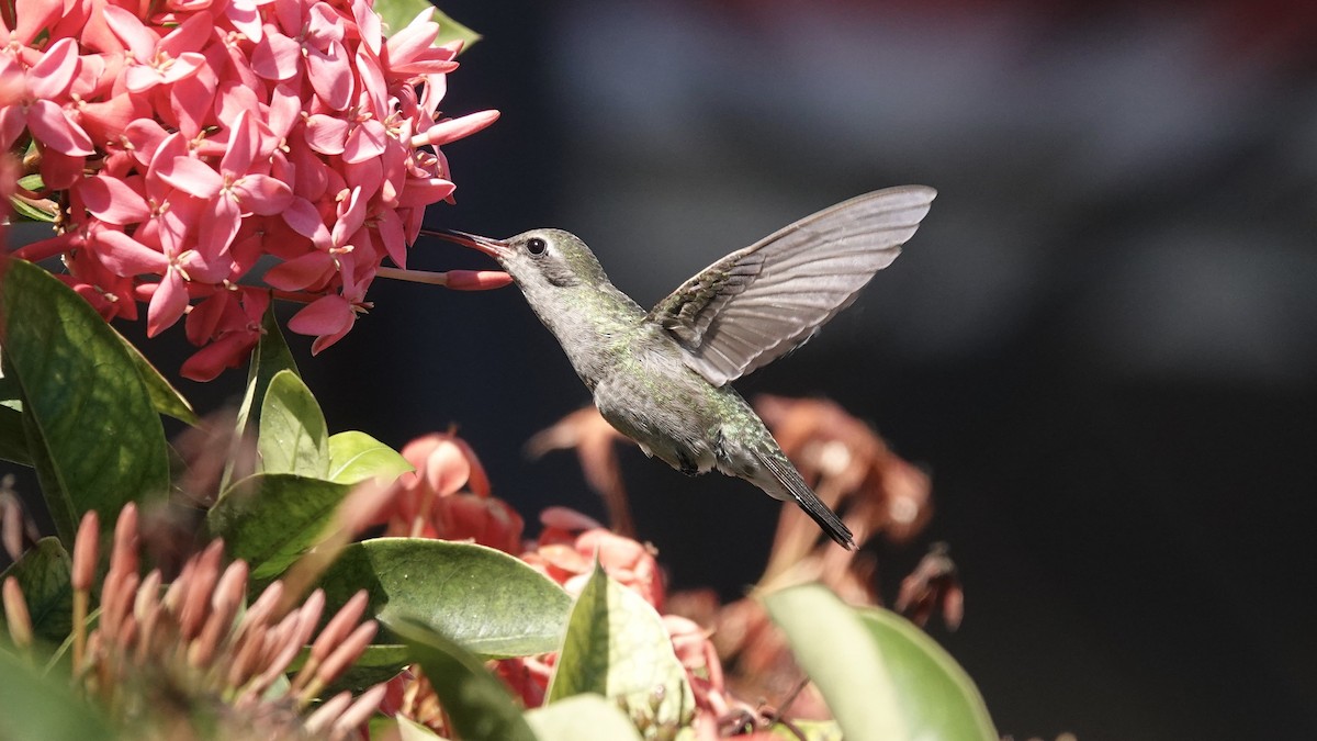 Broad-billed Hummingbird - ML616689761