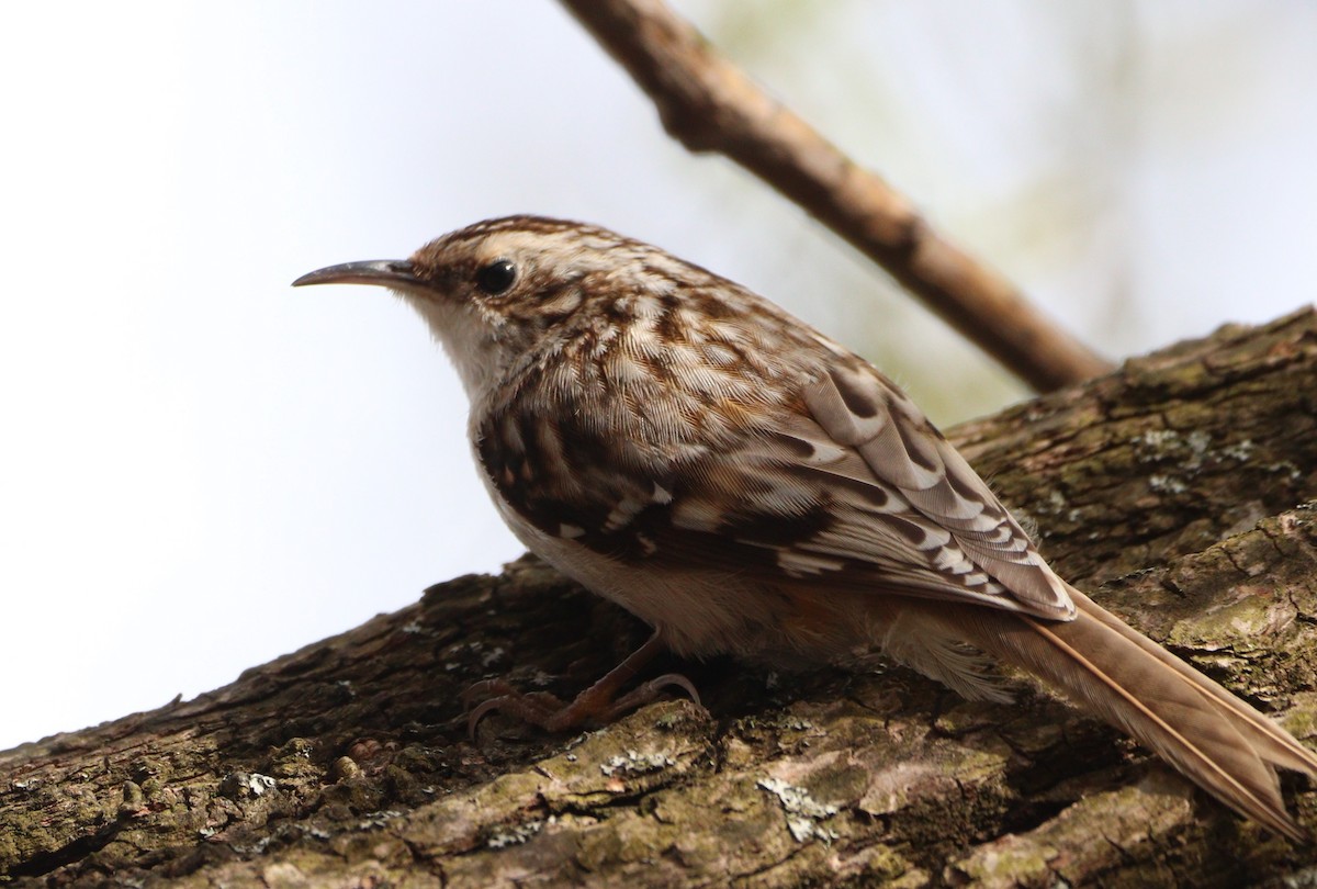 New York Breeding Bird Atlas Checklist - 30 Mar 2024 - Alley Pond Park ...