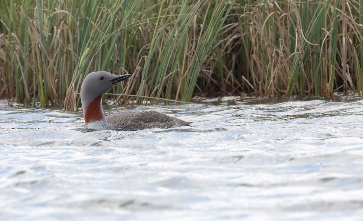 Red-throated Loon - ML616689874
