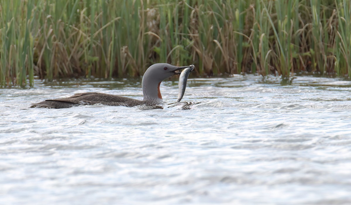 Red-throated Loon - ML616689875