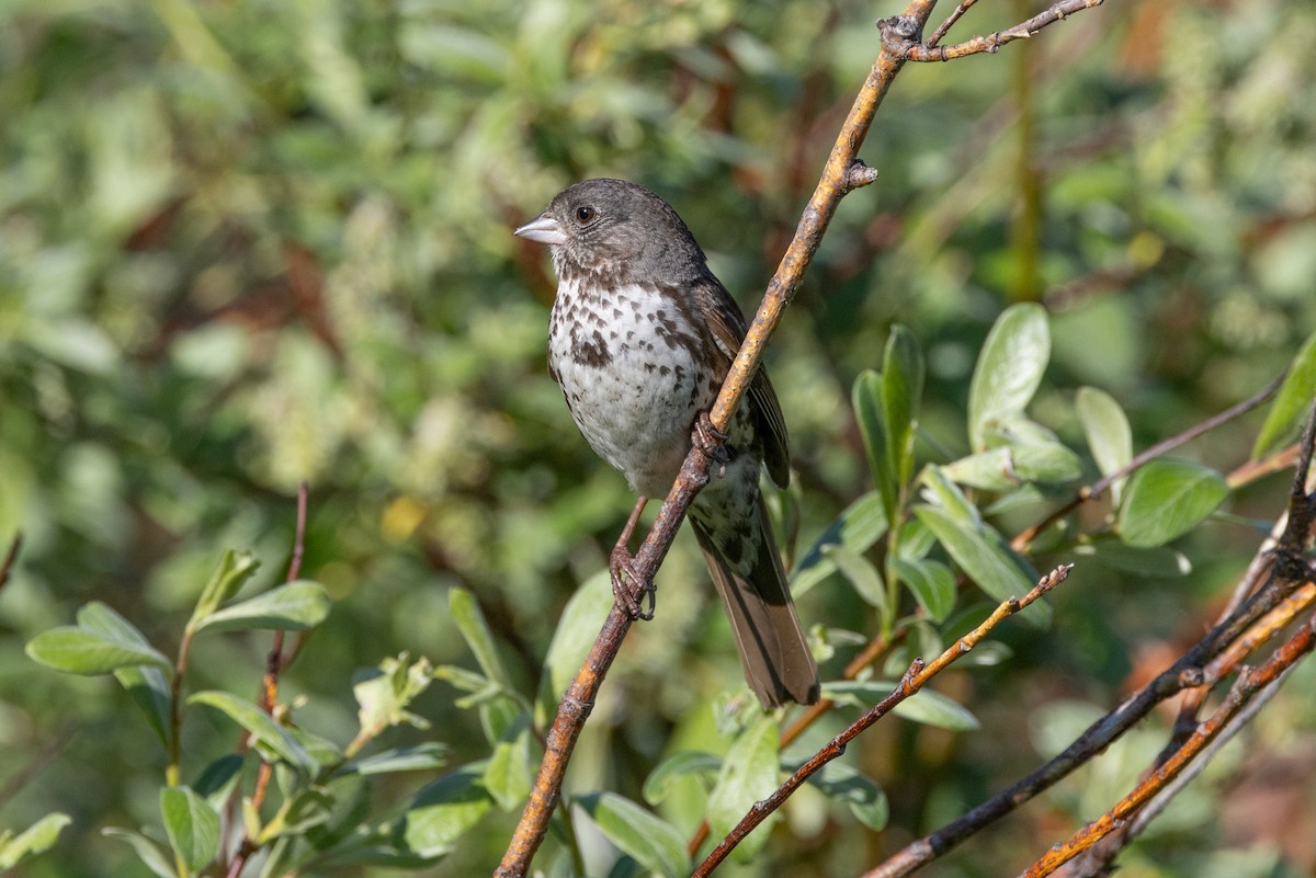 Fox Sparrow (Slate-colored) - Robert Raffel