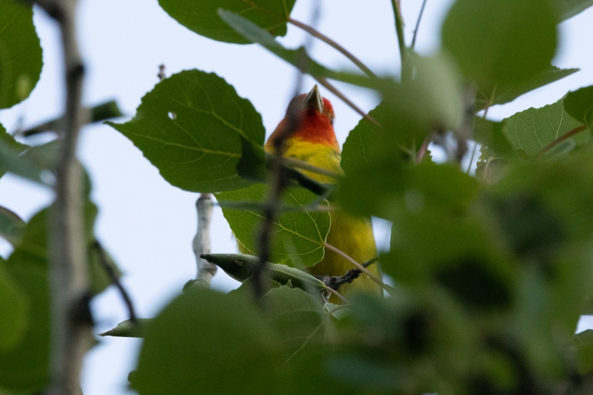 Western Tanager - ML616689971