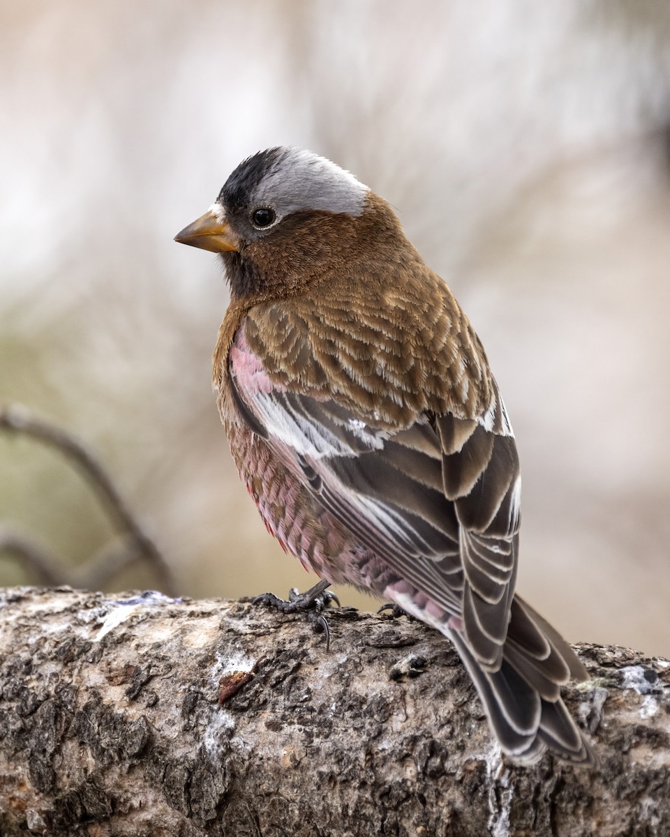 Gray-crowned Rosy-Finch - ML616690056
