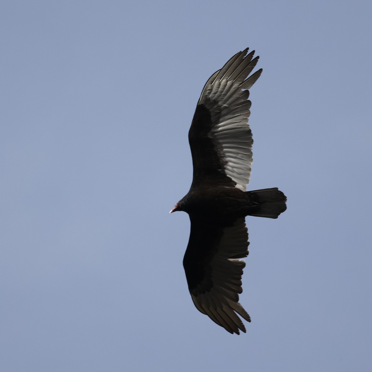 Turkey Vulture - ML616690057