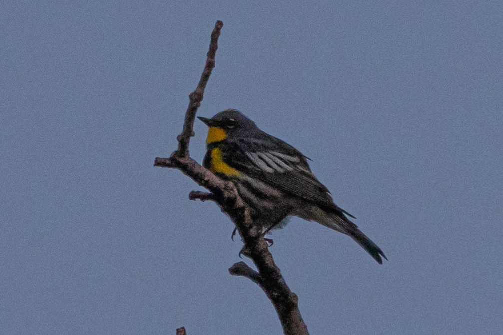 Yellow-rumped Warbler (Audubon's) - Robert Raffel