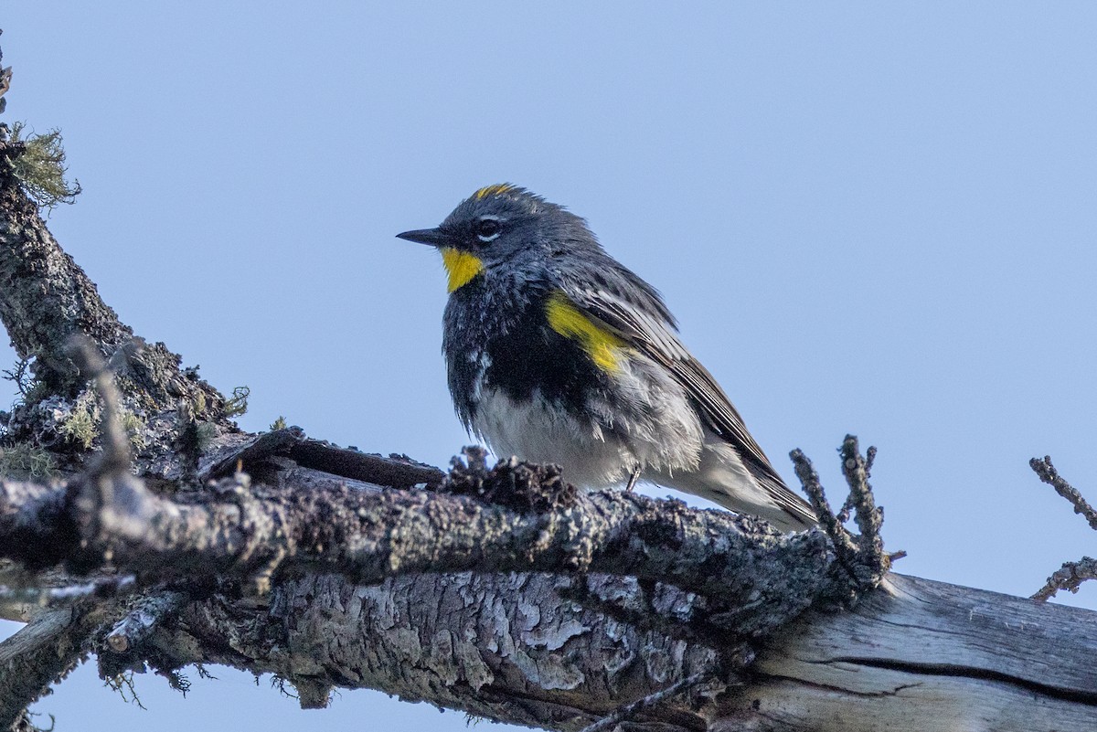 Yellow-rumped Warbler (Audubon's) - Robert Raffel