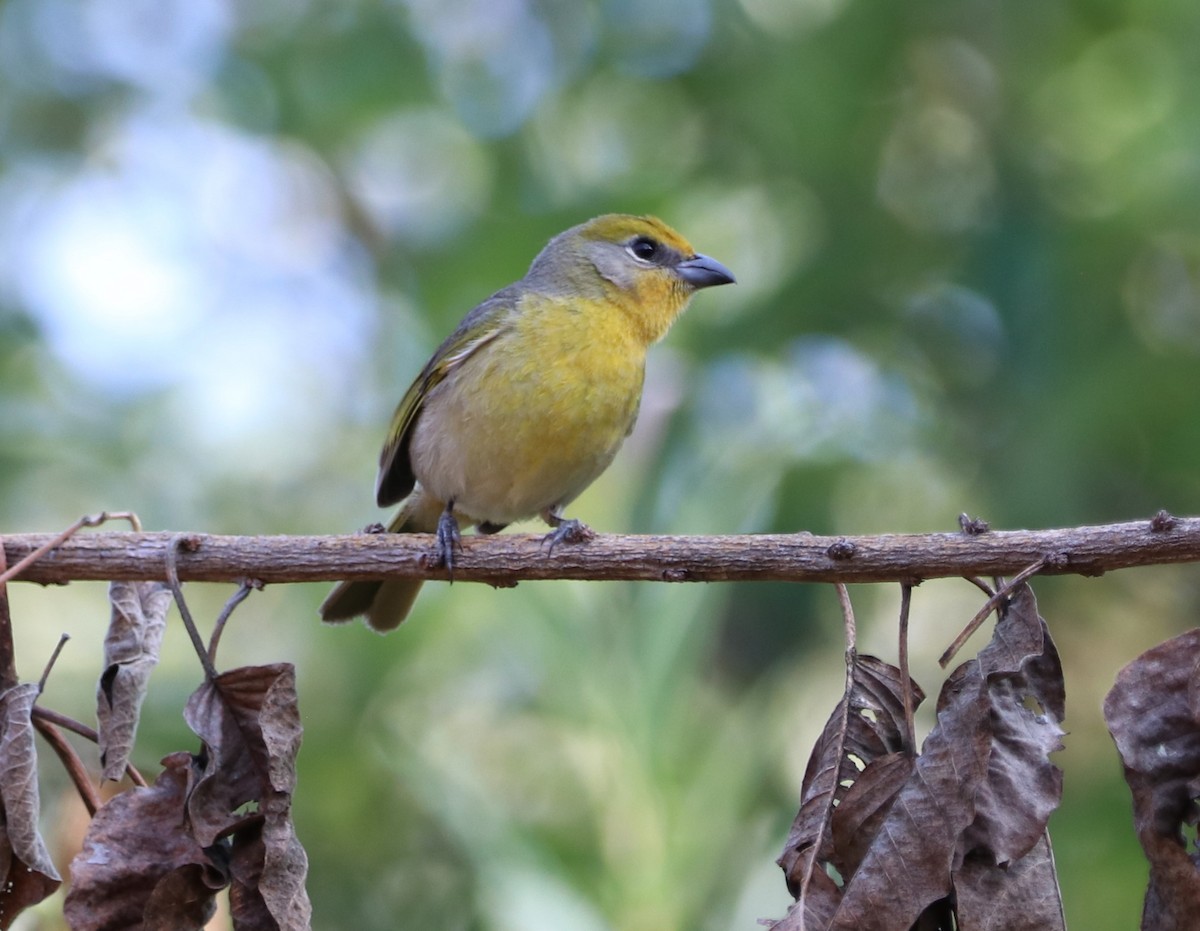 Red-headed Tanager - ML616690180